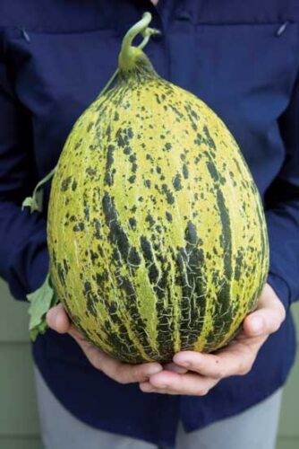 Amazing Heirloom Melons